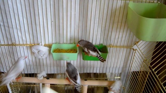 Как дела у наших Амадин? Птенец вылетел из гнезда смотреть онлайн