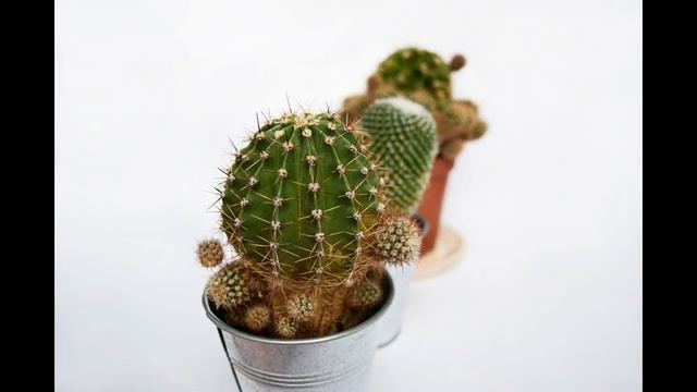 Кактусы - Как заставить кактус цвести - Уход за кактусом - Советы по уходу за кактусом смотреть онлайн
