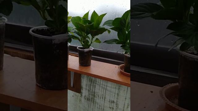 Поговорим об отправках посылок. ват сап- 89038016460 смотреть онлайн