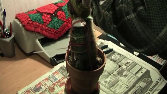 Grafting Cactus. Kakteen Veredelung. Прививка суккулентов (кактусов) смотреть онлайн