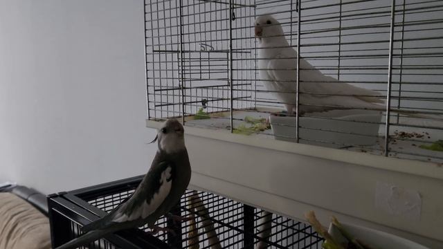 Попытки завоевать внимание самочки #веселыевидео #говорящийпопугай # смотреть онлайн