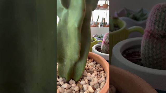Update on Lophocereus Schottii смотреть онлайн