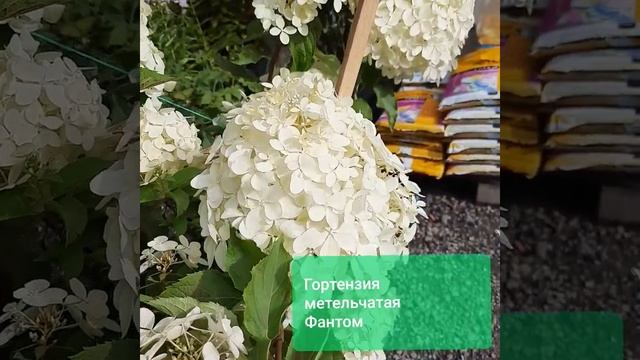 Гортензия метельчатая «Фантом» («Phantom») смотреть онлайн
