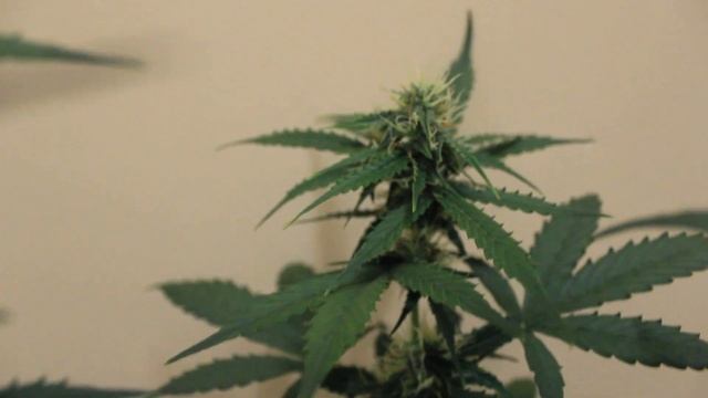 Fertilizer for bloom BLACK GOLD/ Удобрение для цветения BLACK GOLD смотреть онлайн