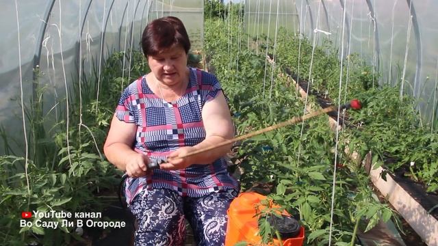 Не спешите обрабатывать свои томаты! Это видео сэкономит Вам время и силы! смотреть онлайн