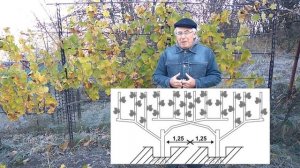 @Виноградники  Схемы посадки винограда