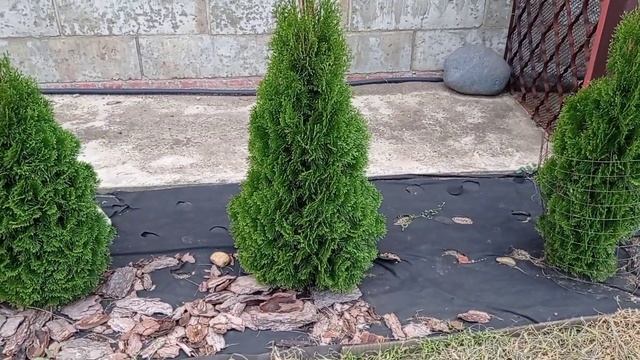 Туи Смарагд через 2 года после посадки! Живая изгородь (часть 3) Прирост приятно удивил!