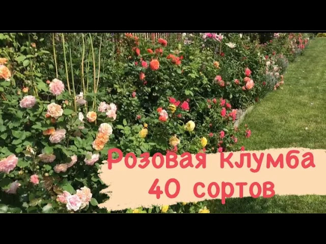 Розовая клумба и 40 сортов роз ? В июне 2020 года.mp4 смотреть онлайн