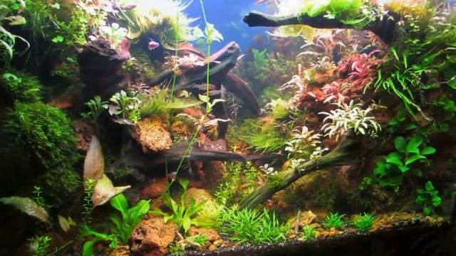 Обзор домашнего аквариума 120 л. Подмена, Тримминг...Чистка фильтра. смотреть онлайн