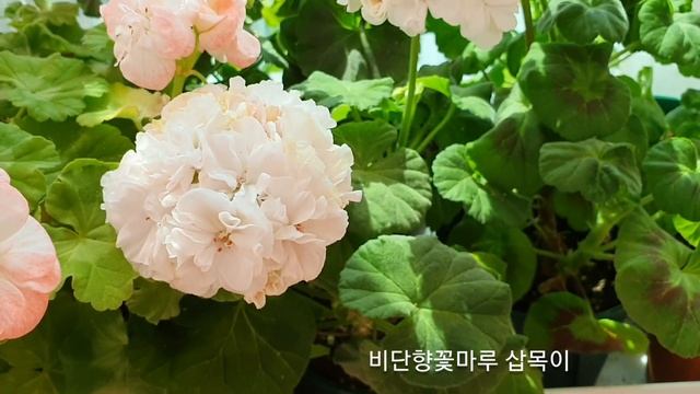 제라늄꽃밭 2020년06월08일 Pelargonium Garden/Geranium. Denise/조피아포프