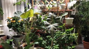 АЛОКАЗИЯ REGAL SHIELDS (Корлевский щит) НОВИНКА  ОБЗОР И УХОД