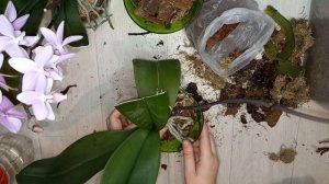 Как пересадить цветущую Орхидею, чтобы она не скинула цветоносы и легко прижилась