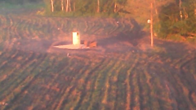 кабаны на подкормочной в белые ночи