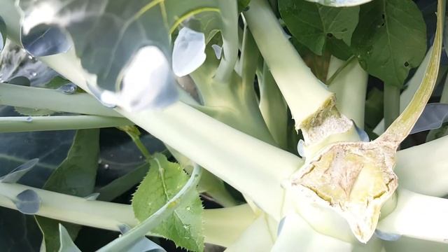 Капуста Брокколи и ее секретики смотреть онлайн