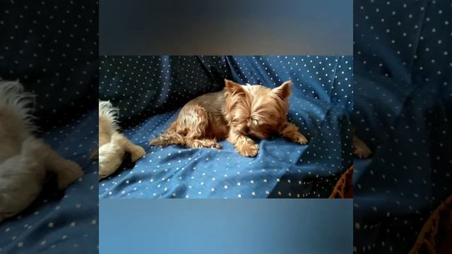 Чем я кормлю йоркширского терьера и Мальтийскую болонку. смотреть онлайн