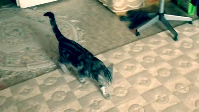 ШОК!!! Смотреть ВСЕМ!! У кошки повадки собаки!! (Вроде собачка, но нет-кошка) смотреть онлайн