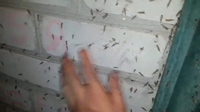 Дикая Природа в Зоне Отчуждения