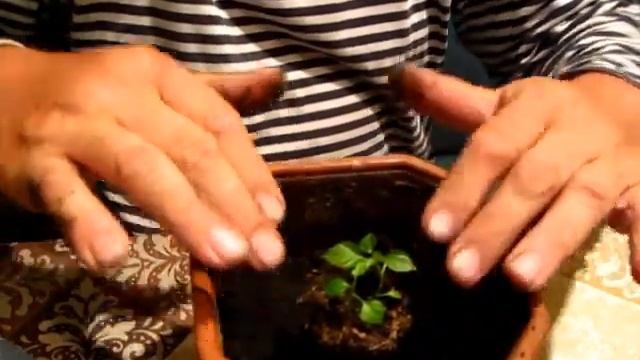 Второй раз пересаживаем Перец Огонек смотреть онлайн