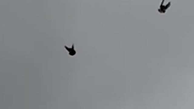 голуби ветер стих. смотреть онлайн