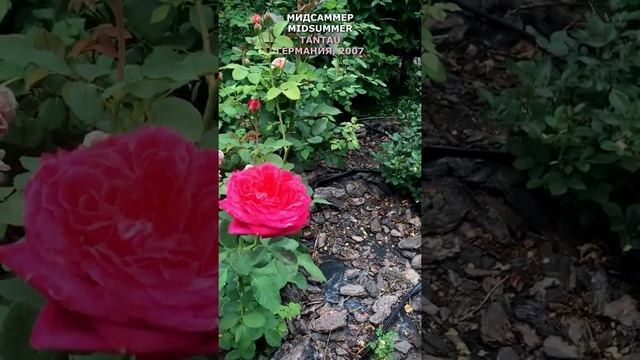 Роза Мидсаммер в моем саду 28.07.21. Tantau, 2007, Германия, Midsummer Rose in my garden. #Shorts, смотреть онлайн