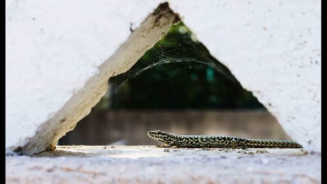 ГЕОМЕТРИЧНІ ФІГУРИ для дітей українською / КВАДРАТ /ПРЯМОКУТНИК / ТРИКУТНИК / КОЛО / ОВАЛ смотреть онлайн