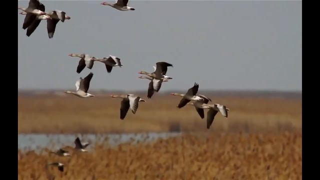 Весна (Птицы летели...) - Александр Гордеев-Махонький смотреть онлайн