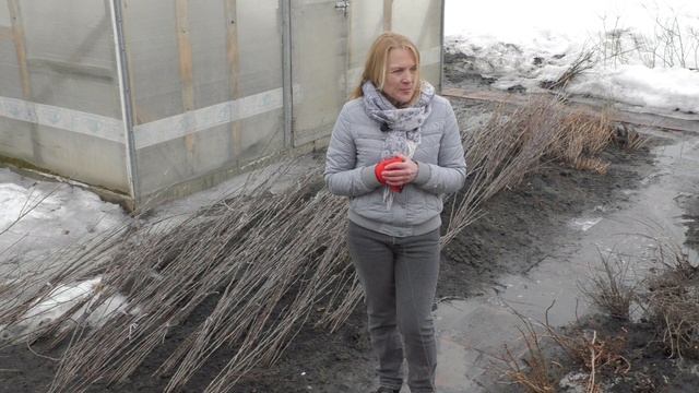 Весенний осмотр плодовых деревьев в саду . смотреть онлайн
