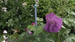 Обзор сада в природном стиле.(часть 1)