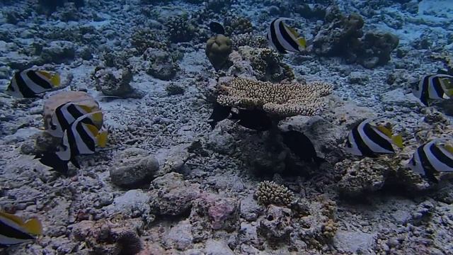 справа от причала Villivaru (Kaafu Atoll, Мальдивы) смотреть онлайн