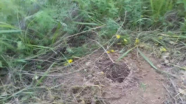 Ежик в норке на покосе травы самодельными ножами. И снова из разряда удивительная история смотреть онлайн