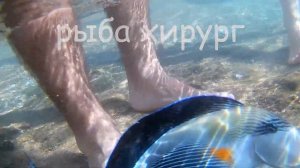 Лучший риф в Шарм эль Шейхе в Египте / риф возле отеля Siva Sharm !