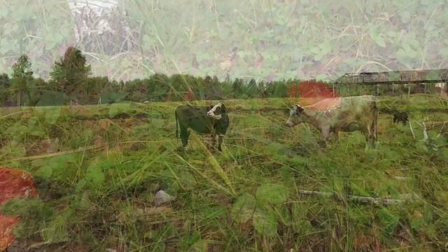 Лето 2022 Cinematic Video DJI Osmo Pocket 2