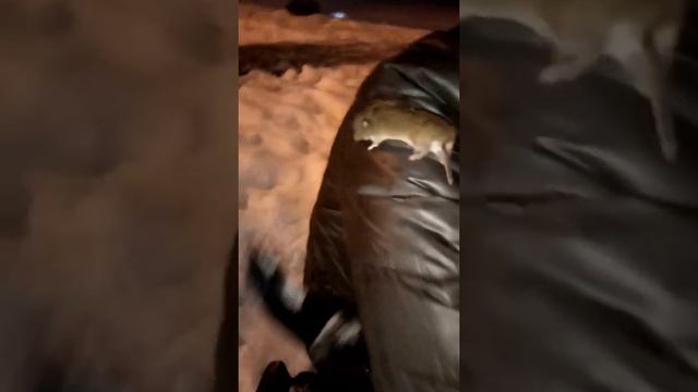 ЛОВИМ МЫШЬ В ПАРКЕ ЗИМОЙ. РЕАЛЬНО ЛИ ПОЙМАТЬ??? смотреть онлайн