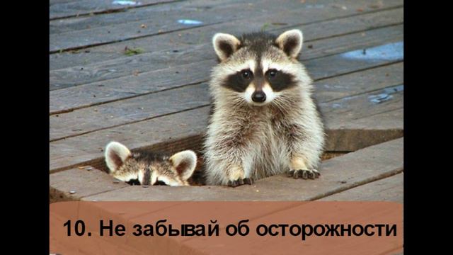 Советы от енота или енот плохого не посоветует смотреть онлайн