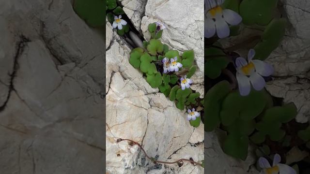 cymbalaria смотреть онлайн