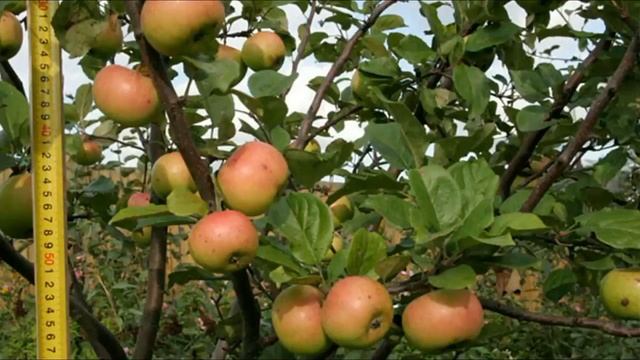 Сорта яблонь для северо-западной зоны | Питомник ЛПООС