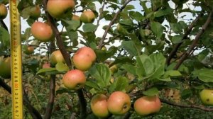 Сорта яблонь для северо-западной зоны | Питомник ЛПООС