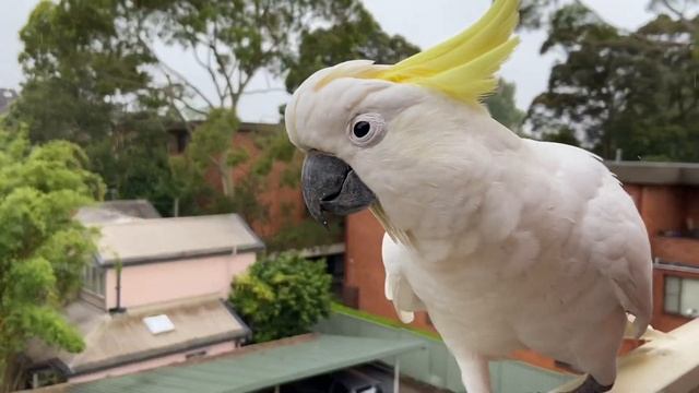 Wild cockatoo. Funny Parrot. Sydney, Australia. Дикий какаду. Сидней,Австралия. Приколы с животными смотреть онлайн