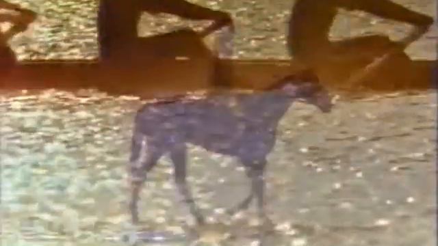 ニッサン　パルサー смотреть онлайн
