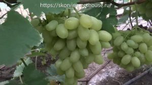 Сорта винограда 2018. Валентина - сорт выручага