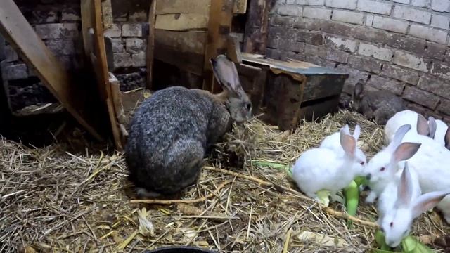 Кролика делает гнездо для крольчат Rabbit makes a nest for her babies смотреть онлайн