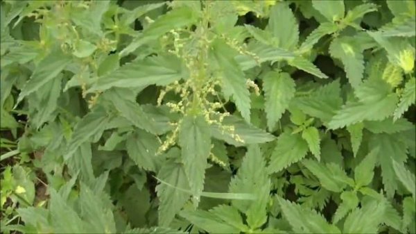 #3  Классификация растений  Однодомные и двудомные растения