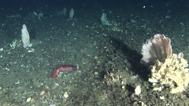 Bering Sea Underwater Highlights Clipreel смотреть онлайн