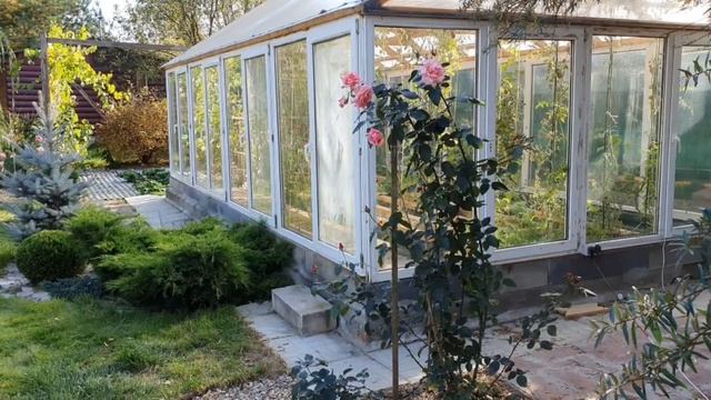 4-е условия, которые необходимо соблюдать при выращивании роз. смотреть онлайн