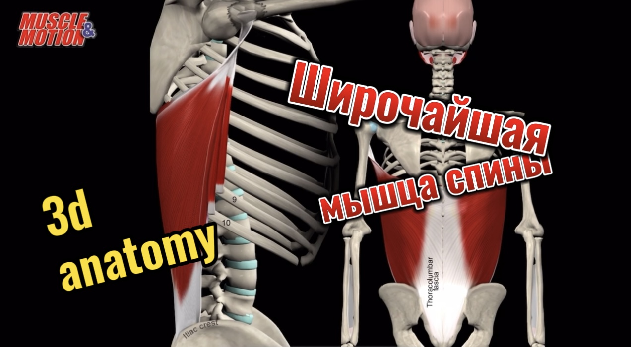 Широчайшая мышца спины. 3d anatomy смотреть онлайн