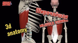 Широчайшая мышца спины. 3d anatomy
