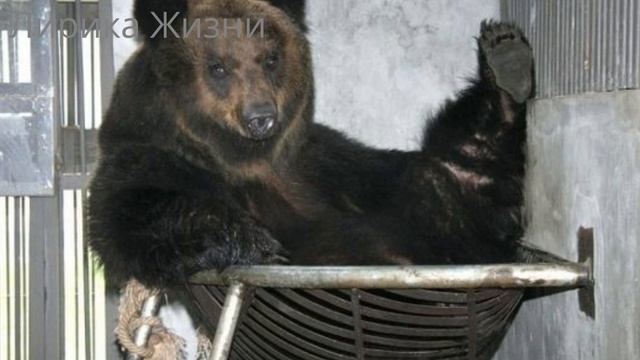 Медведь носил стальную «рубашку» много лет. Вот что произошло, когда его освободили…
