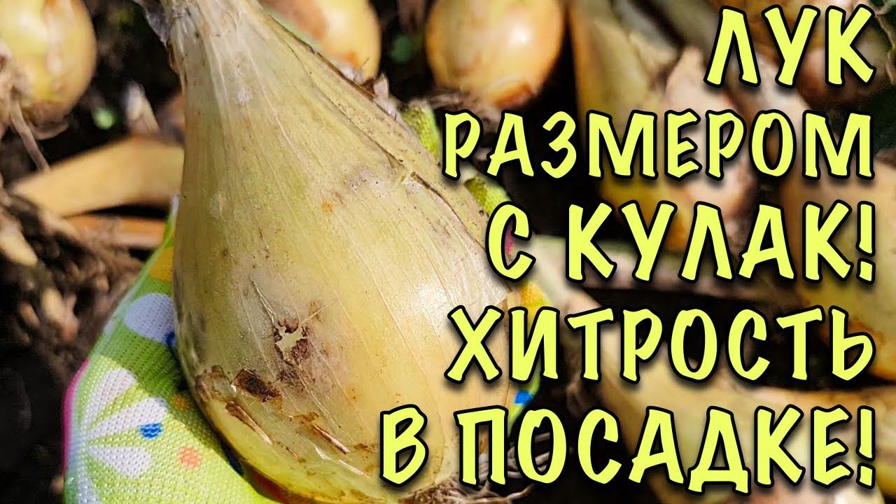 ЛУКОВИЦЫ с КУЛАК и БОЛЬШЕ! Сажаю лук ХИТРЫМ СПОСОБОМ. Урожай СУПЕР, смотрите сами! смотреть онлайн
