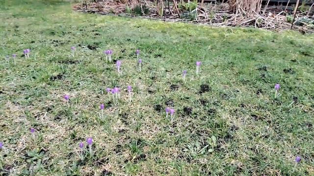 Cięcie Borówki | Krokus Przebiśnieg Ciemiernik | Spacer Po Ogrodzie
