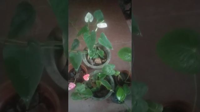 Anthurium plants combo смотреть онлайн